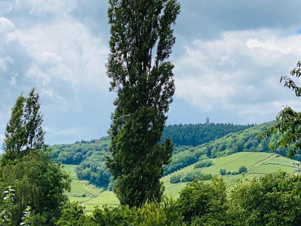 Gite Spa La Grange Kintzheim Exteriör bild